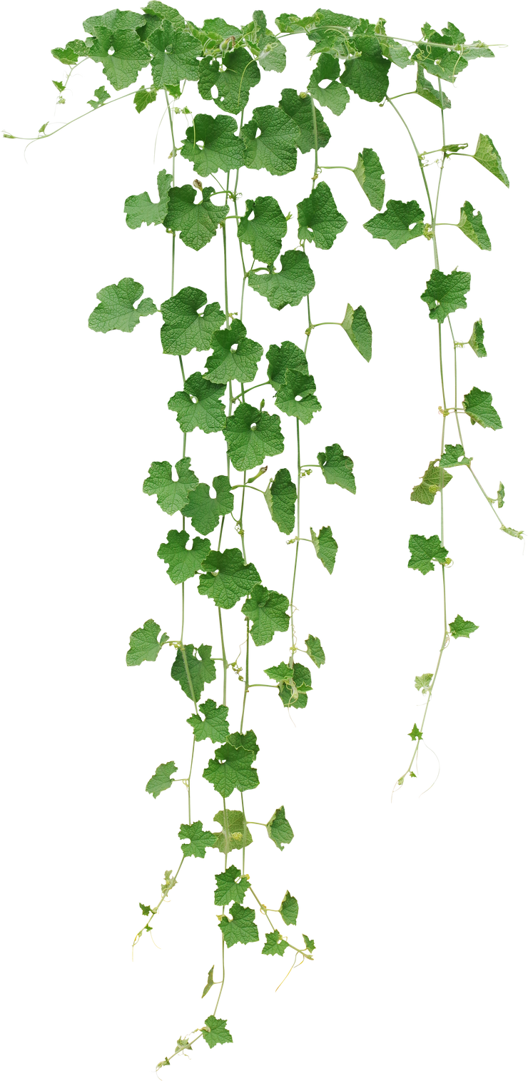 Winter melon or wax gourd vines with thick green leaves hanging vine plant